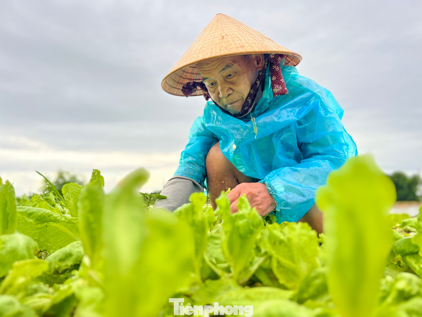 Cùng hoàn cảnh như bà Hải, ông Phan Chì (trú thôn 6, xã Nghĩa Dũng) cho hay, rau xà lách đang trong thời gian thu hoạch, tuy nhiên mưa lớn đã nhấn chìm hoàn toàn, ước tính thiệt hại khoảng 70%. Bây giờ thu hoạch với hi vọng gỡ gạc được ít chi phí đầu tư. (Ảnh: Nguyễn Ngọc)