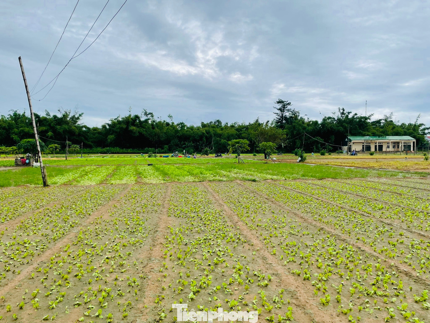 Sau đợt trồng rau trong mùa mưa này, nông dân cho đất nghỉ thời gian để bước vào vụ bận rộn nhất trong dịp cuối năm. (Ảnh: Nguyễn Ngọc)