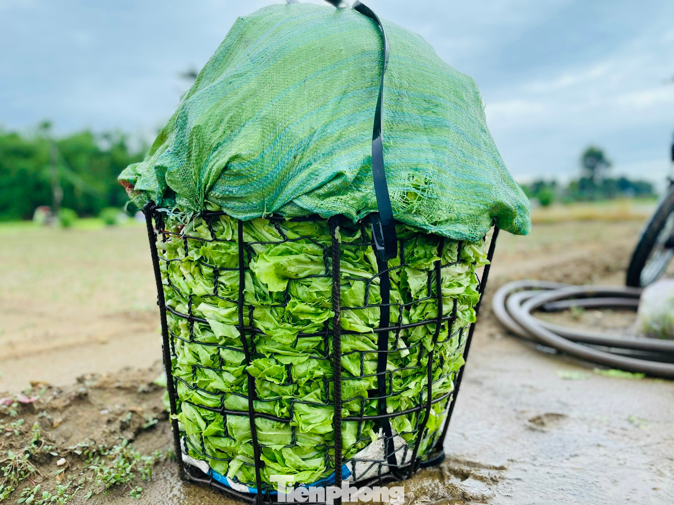 Hiện các hộ trồng rau trên các cánh đồng rau khác trong tỉnh Quảng Ngãi cũng đang tích cực thu hoạch rau để vớt vát lại công cán và tiền vốn đầu tư. (Ảnh: Nguyễn Ngọc)