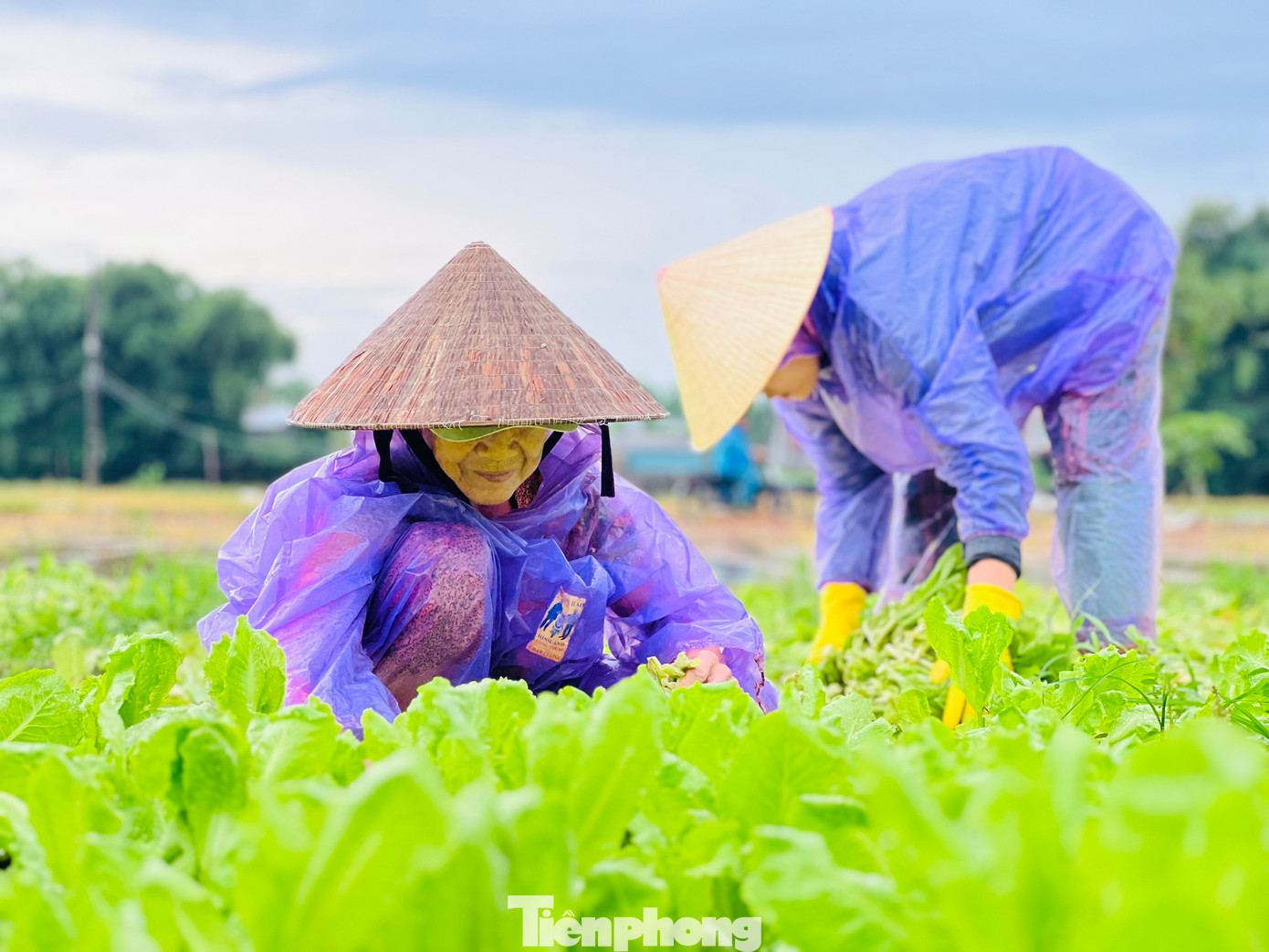 Bà Cao Thị Hải (trú thôn 6, xã Nghĩa Dũng, TP Quảng Ngãi) cho biết, mưa lớn từ tối qua đến nay làm ngập trắng cả ruộng rau, sáng nay tranh thủ trời ngớt mưa cả gia đình ra thu hoạch, vớt vát được chừng nào hay chừng ấy, chứ theo dự báo mưa lớn vẫn còn kéo dài. (Ảnh: Nguyễn Ngọc)