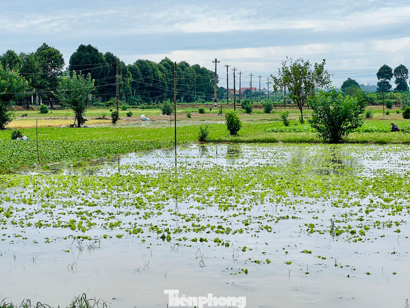 Theo ghi nhận của PV vào chiều 25/9, tại xã Nghĩa Dũng, Nghĩa Dõng (TP Quảng Ngãi), các ruộng rau ở vùng chuyên canh nơi đây bị ngập sâu. Nhiều ruộng rau bị nhấn chìm trong nước, dập nát… nằm bẹp lẫn với bùn đất. (Ảnh: Nguyễn Ngọc)