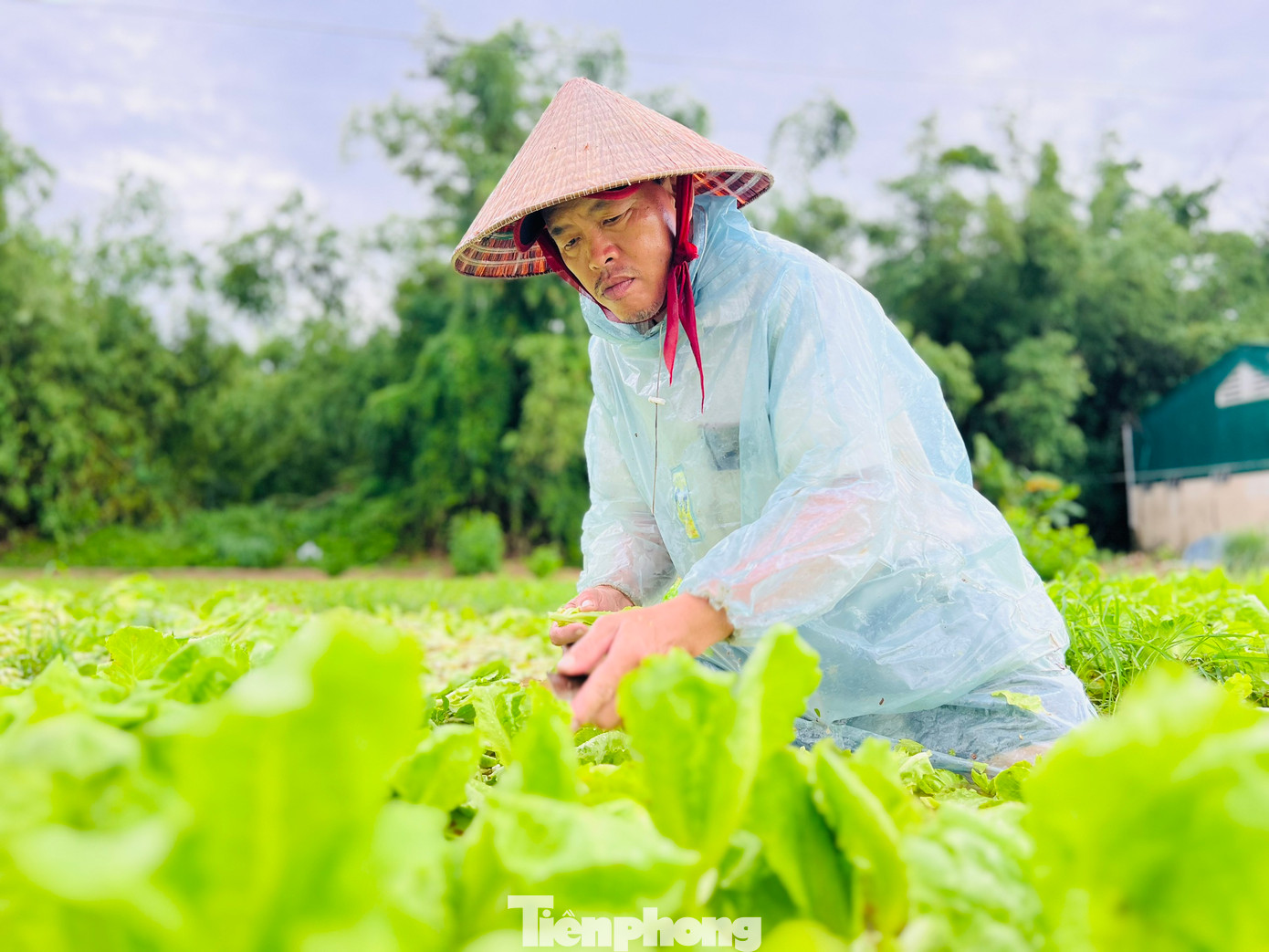 Cùng hoàn cảnh như bà Hải, ông Phan Chì (trú thôn 6, xã Nghĩa Dũng) cho hay, rau xà lách đang trong thời gian thu hoạch, tuy nhiên mưa lớn đã nhấn chìm hoàn toàn, ước tính thiệt hại khoảng 70%. Bây giờ thu hoạch với hi vọng gỡ gạc được ít chi phí đầu tư. (Ảnh: Nguyễn Ngọc)