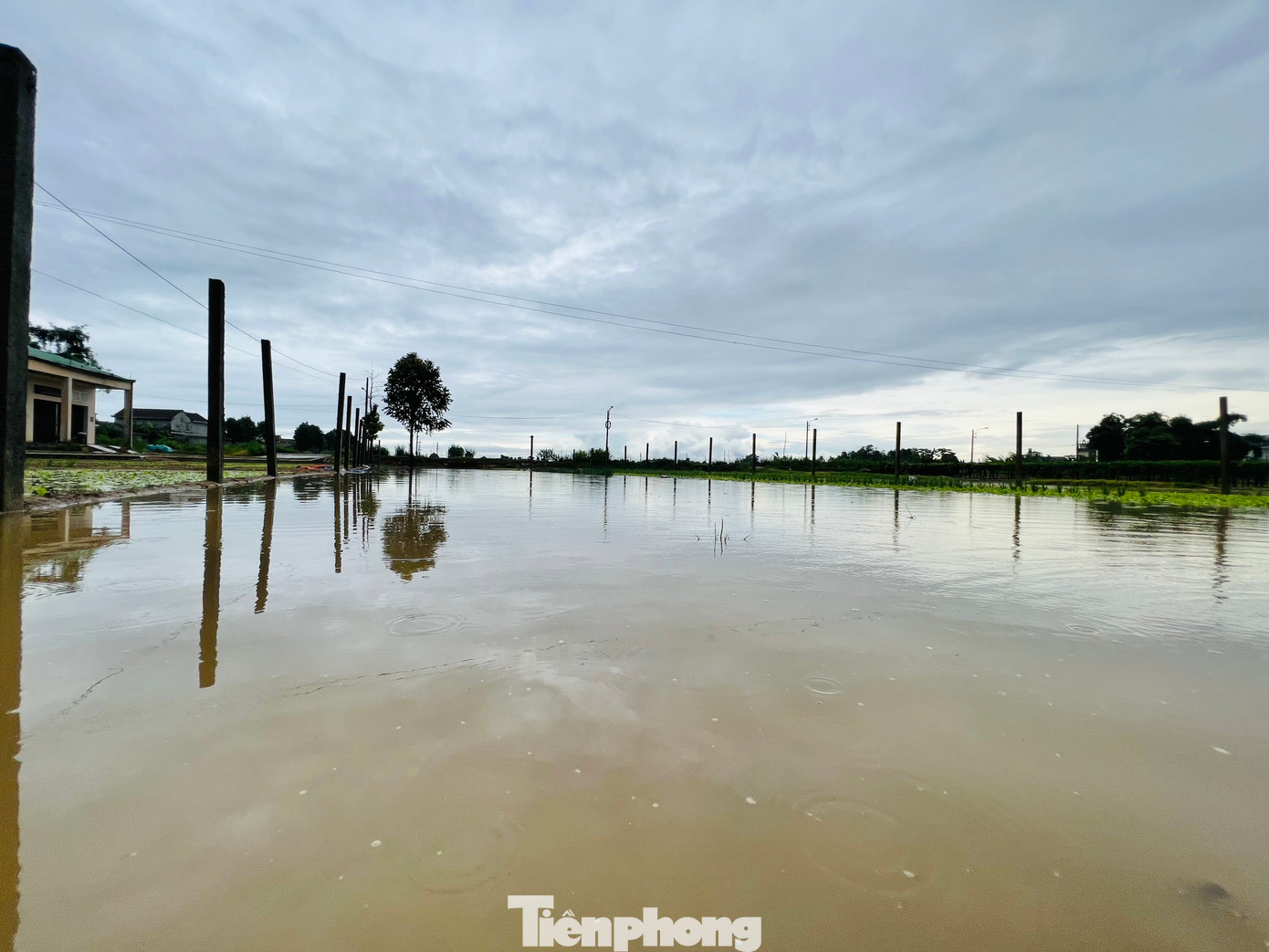 Mưa lớn kéo dài trong 2 ngày qua đã làm nhiều diện tích rau màu ở Quảng Ngãi ngập sâu trong nước. Những luống rau xanh chuẩn bị đến ngày thu hoạch bị nước mưa làm hư hỏng khiến nhiều nông dân đứng trước nguy cơ trắng tay. (Ảnh: Nguyễn Ngọc)