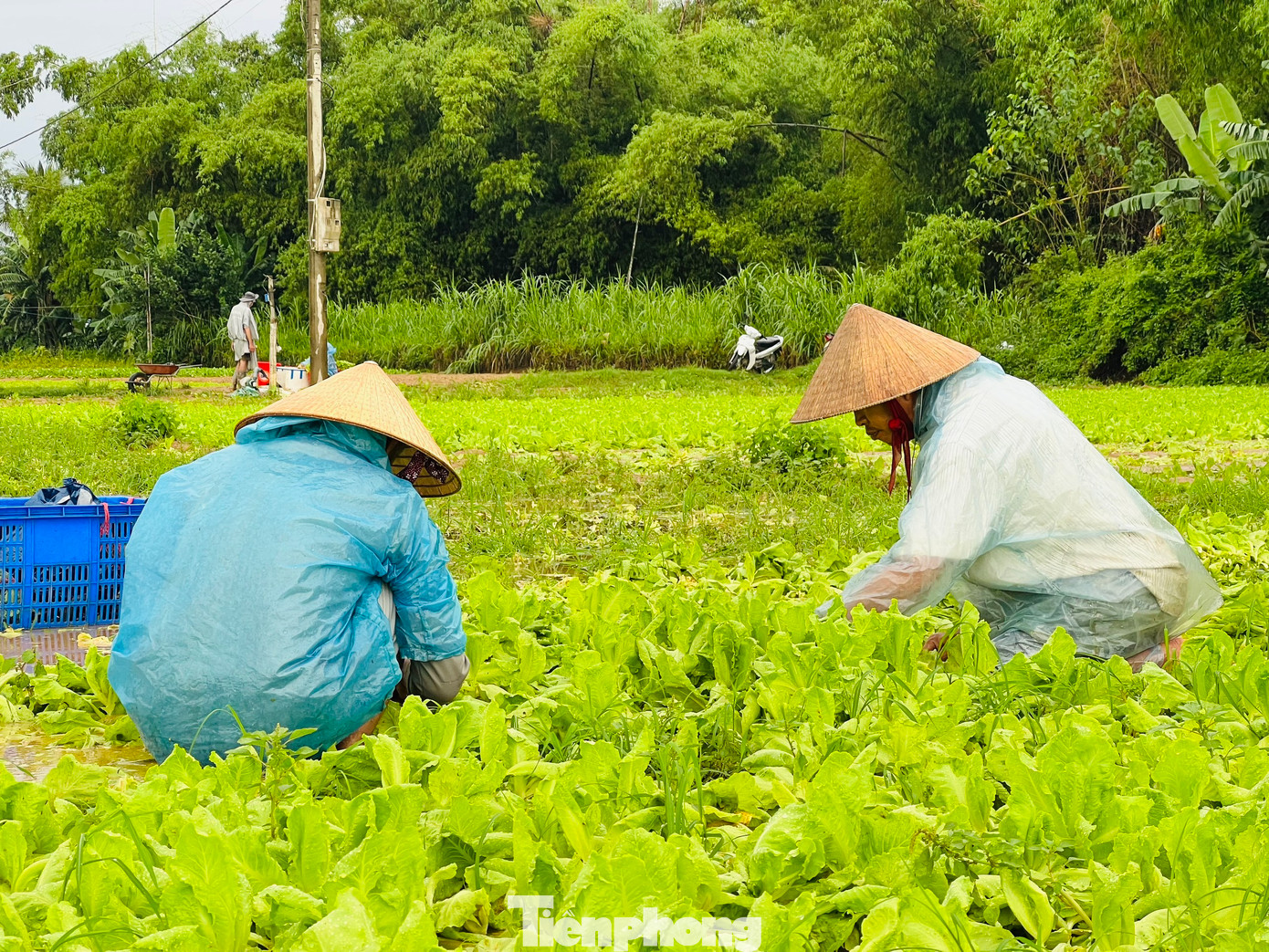Người dân phải dầm mưa, ngâm mình trong nước để kịp thu hoạch mong vớt vát phần nào thiệt hại. (Ảnh: Nguyễn Ngọc)