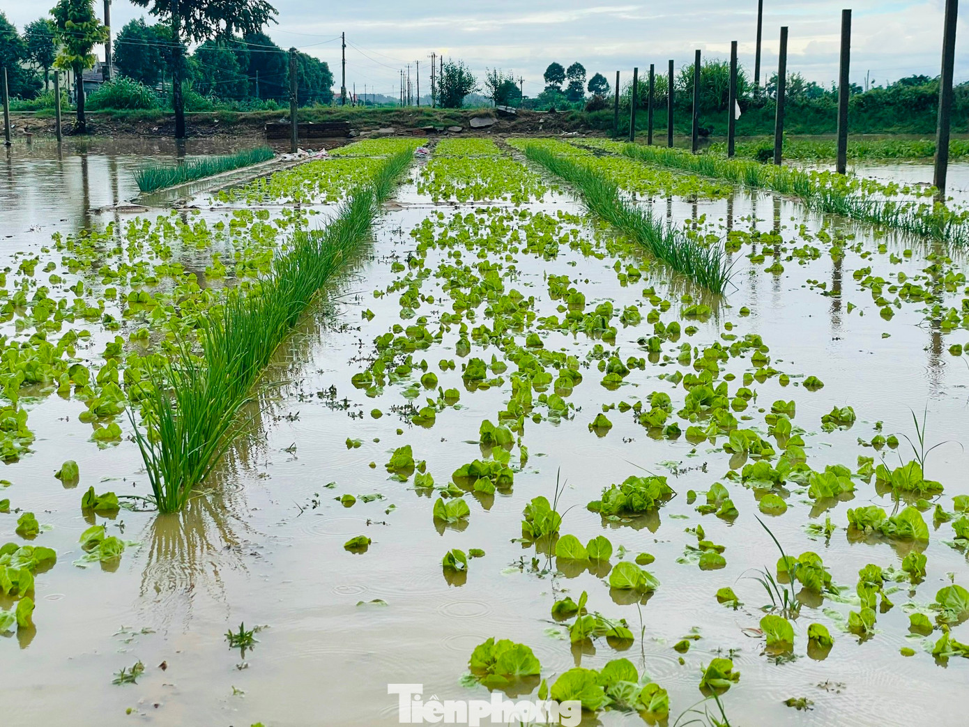 Mưa lớn kéo dài trong 2 ngày qua đã làm nhiều diện tích rau màu ở Quảng Ngãi ngập sâu trong nước. Những luống rau xanh chuẩn bị đến ngày thu hoạch bị nước mưa làm hư hỏng khiến nhiều nông dân đứng trước nguy cơ trắng tay. (Ảnh: Nguyễn Ngọc)