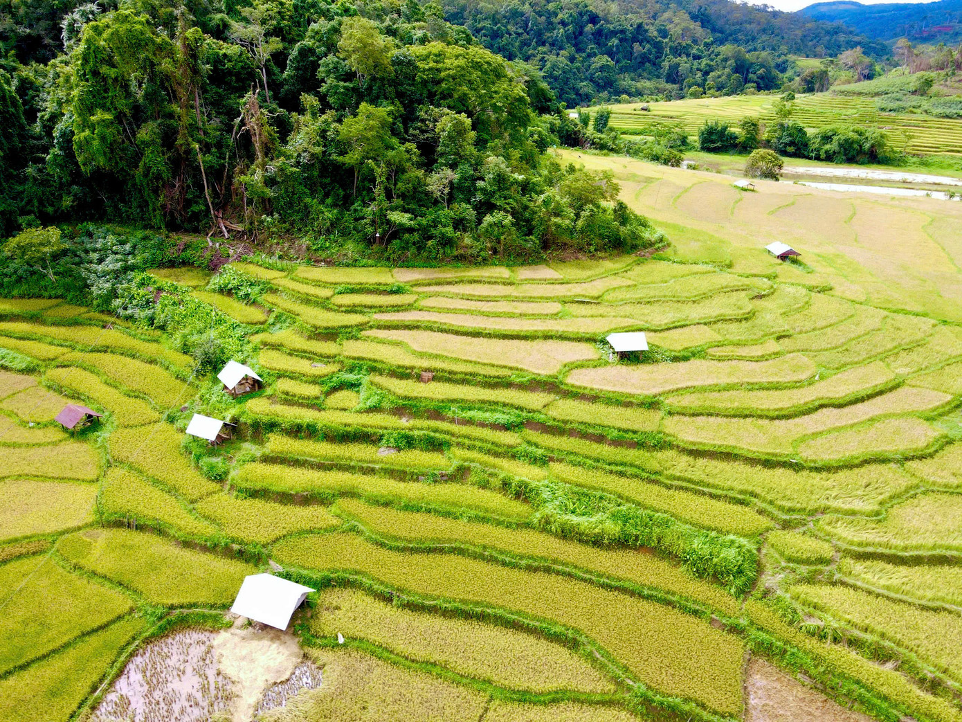 Theo người dân Kon Tu Rằng, bà con nơi đây chủ yếu trồng lúa để phục vụ nhu cầu của gia đình chứ không bán. Hiện người dân thôn Kon Tu Rằng đang canh tác lúa trên 2 khu ruộng bậc thang với tổng diện tích 48ha.