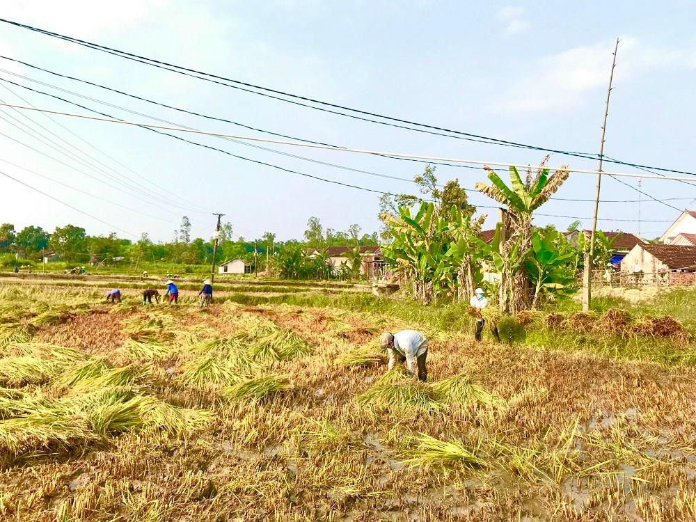 Ông Lương Đình Du (82 tuổi, trú thôn Phước Tích, xã Bình Mỹ, huyện Bình Sơn) cho biết, gia đình trồng 2,5 sào, lúa đang chuẩn bị thu hoạch nhưng do ảnh hưởng của đợt mưa thất thường vừa qua cả ruộng lúa của đều bị ngã rạp, hư hại rất nhiều.