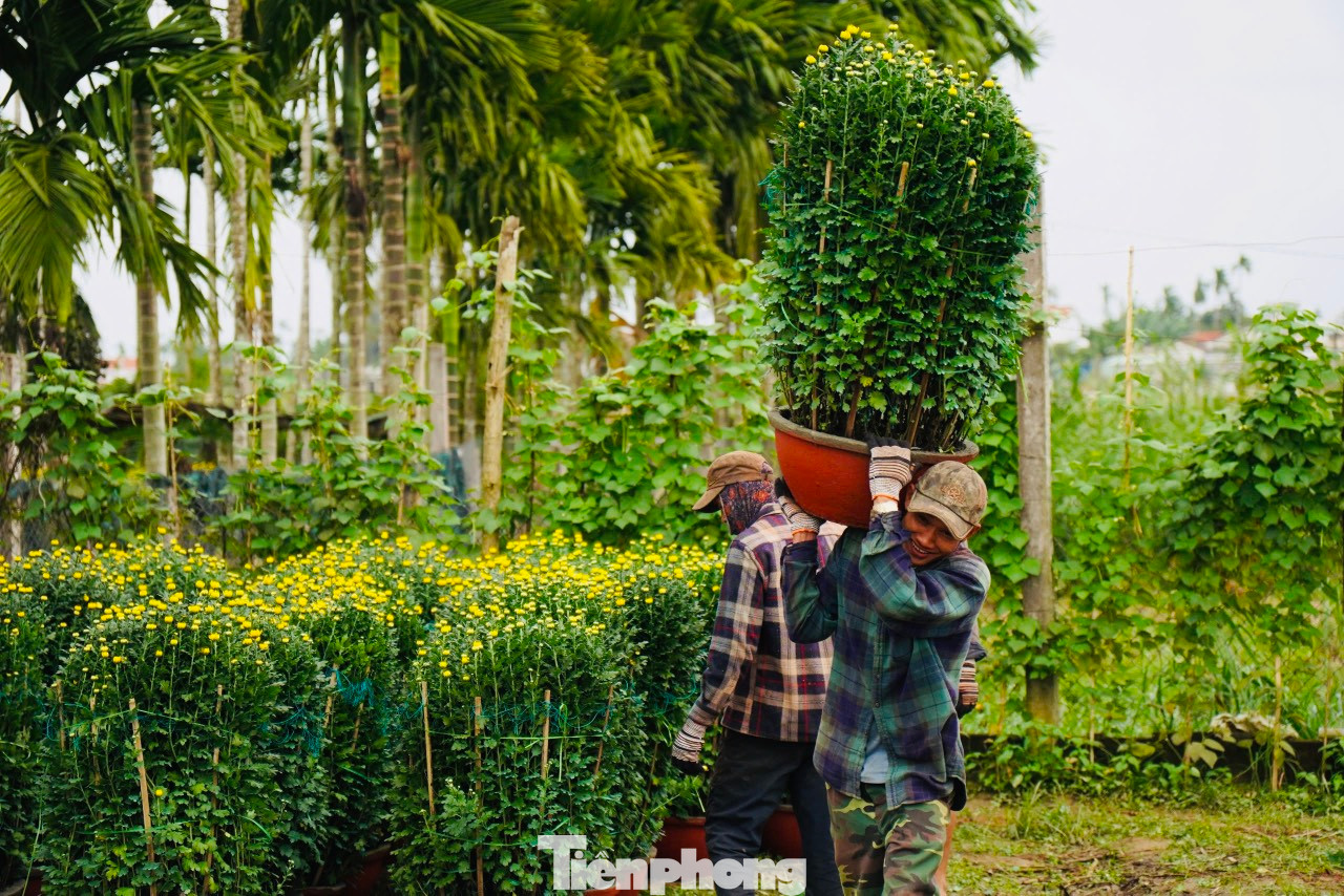 Những người “phu hoa” trung chuyển hoa từ ruộng ra điểm tập kết. Dù cực nhọc nhưng ai cũng vui. “Công việc thời vụ, mỗi ngày kiếm được 300.000 đồng – 350.000 đồng, nhờ vậy cũng có tiền sắm Tết cho gia đình”, ông Nguyễn Phi nói. Ảnh: Nguyễn Ngọc