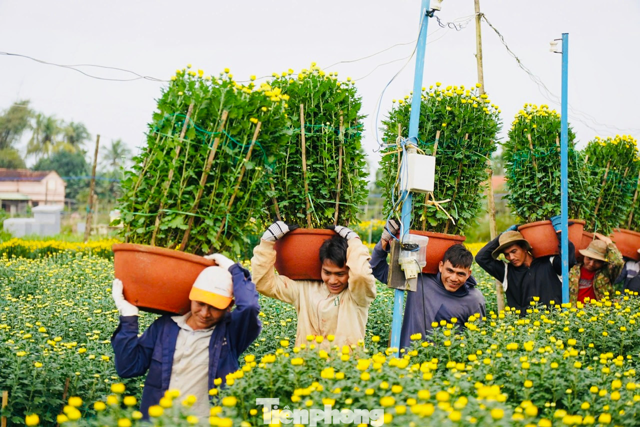 Hiện, giá hoa cúc Tết từ 120.000 đồng - 140.000 đồng/chậu 50cm; 150.000 đồng - 180.000 đồng/chậu 55cm; 200.000 đồng – 220.000 đồng/chậu 60cm; 400.000 đồng – 500.000 đồng/chậu 70cm và các chậu 1m được bán giá 1,2 – 1,5 triệu đồng, tùy theo chất lượng hoa. Ảnh: Nguyễn Ngọc