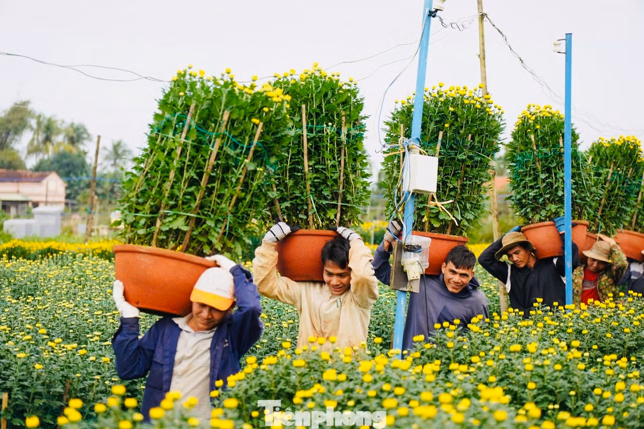 Hiện, giá hoa cúc Tết từ 120.000 đồng - 140.000 đồng/chậu 50cm; 150.000 đồng - 180.000 đồng/chậu 55cm; 200.000 đồng – 220.000 đồng/chậu 60cm; 400.000 đồng – 500.000 đồng/chậu 70cm và các chậu 1m được bán giá 1,2 – 1,5 triệu đồng, tùy theo chất lượng hoa. Ảnh: Nguyễn Ngọc