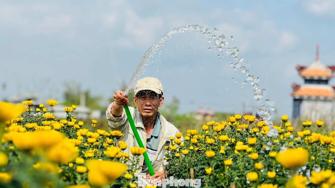 Những ngày trước, người trồng hoa vẫn còn lo lắng khi thương lái e dè đặt cọc mua hoa vì còn thăm dò thị trường. Đến thời điểm này, hầu hết các vườn hoa đã bán gần hết hoa. Ảnh: Nguyễn Ngọc