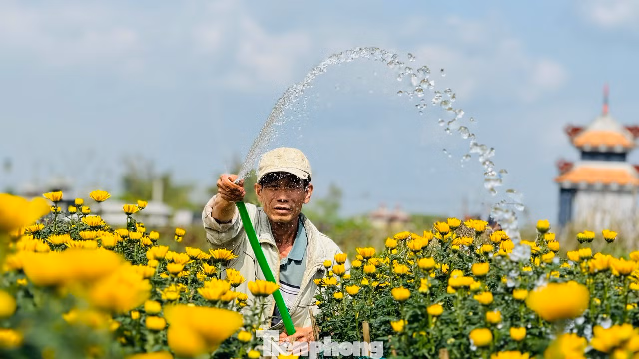 Những ngày trước, người trồng hoa vẫn còn lo lắng khi thương lái e dè đặt cọc mua hoa vì còn thăm dò thị trường. Đến thời điểm này, hầu hết các vườn hoa đã bán gần hết hoa. Ảnh: Nguyễn Ngọc