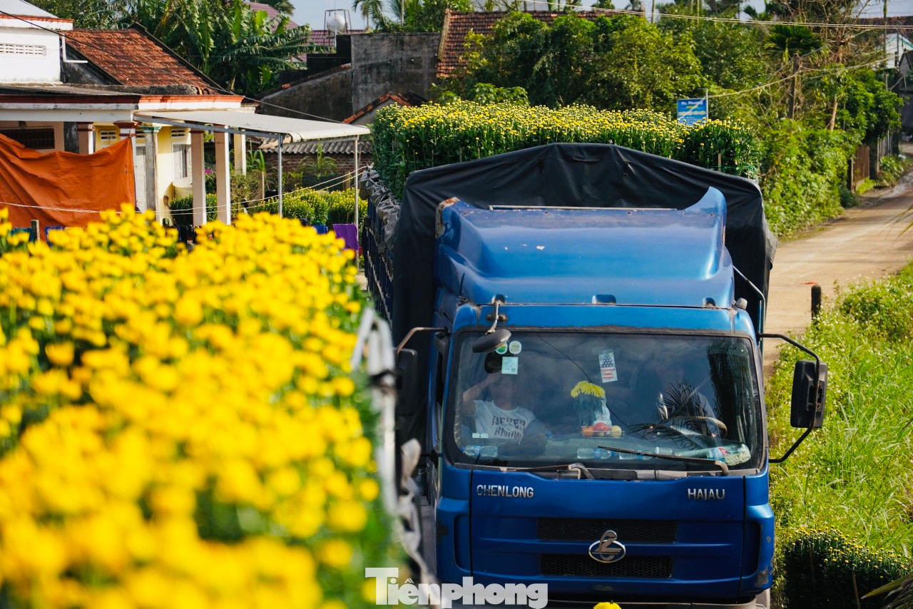 Sau khi lên xe tải, những chậu hoa cúc rực rỡ sắc vàng sẽ mang Tết từ làng hoa đi khắp các tỉnh miền Trung và nhiều nơi trên cả nước. Ảnh: Nguyễn Ngọc