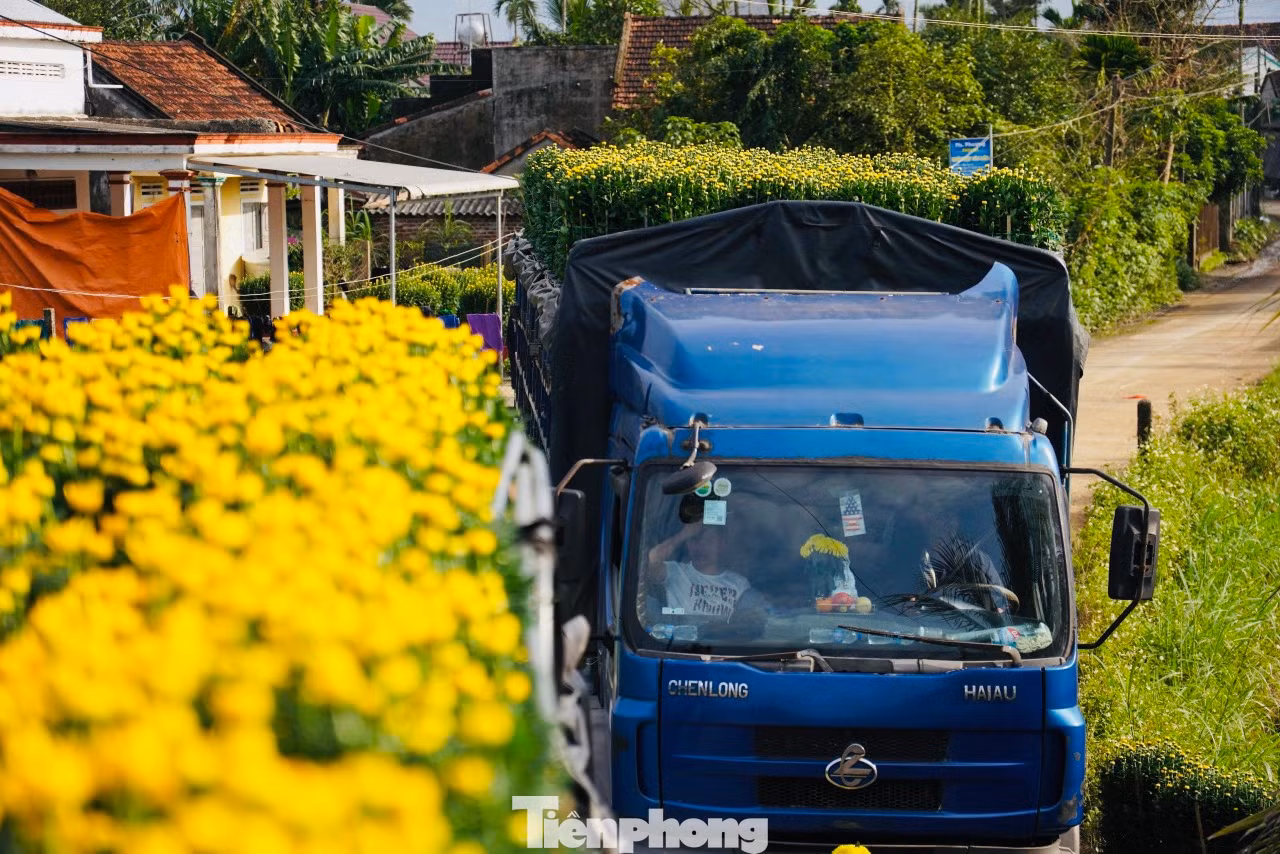 Sau khi lên xe tải, những chậu hoa cúc rực rỡ sắc vàng sẽ mang Tết từ làng hoa đi khắp các tỉnh miền Trung và nhiều nơi trên cả nước. Ảnh: Nguyễn Ngọc