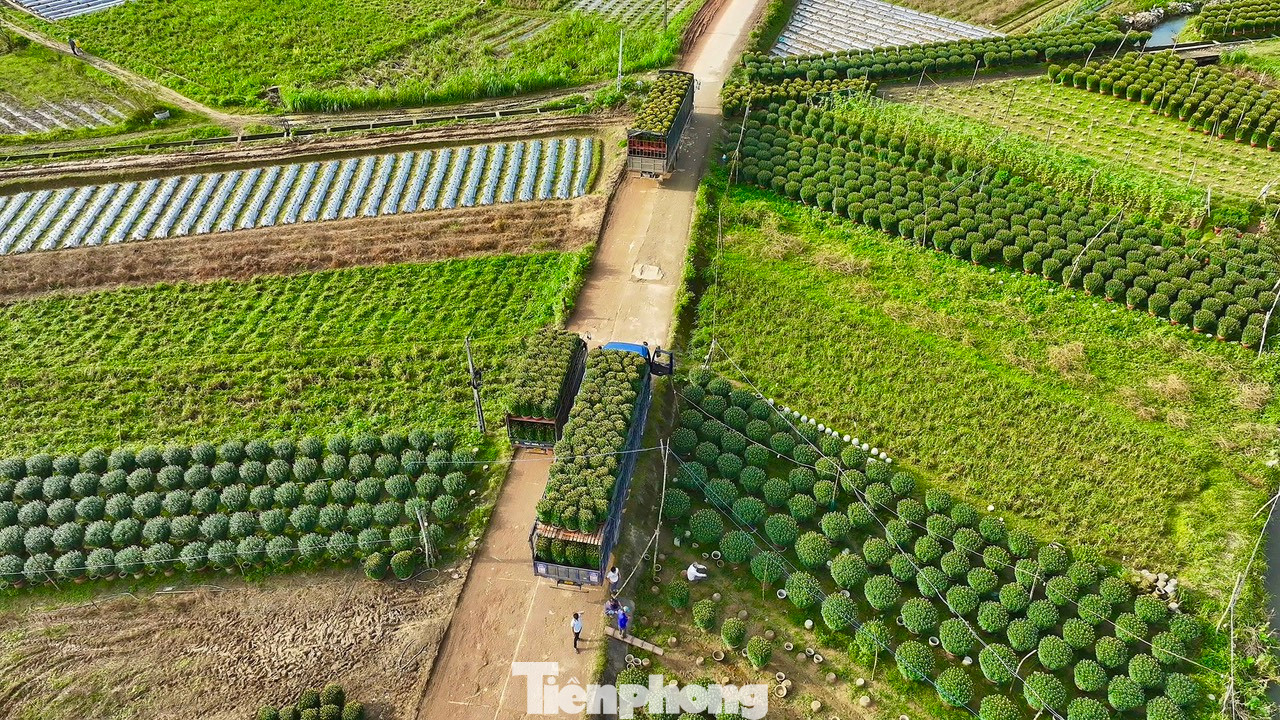 Từng đoàn xe tải nối đuôi nhau vào làng hoa. Ảnh: Nguyễn Ngọc