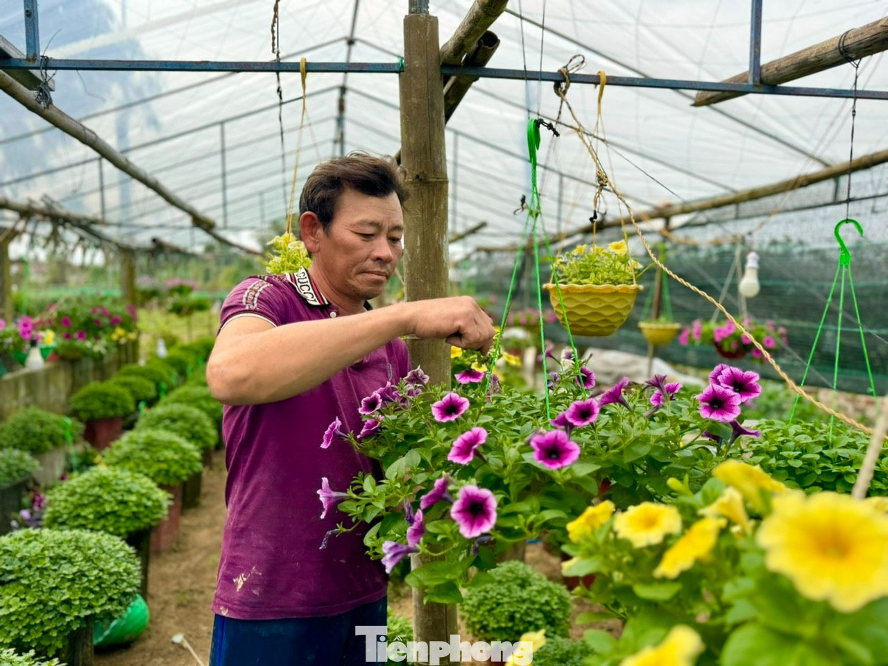 Ngoài hoa cúc, nhiều hộ dân ở xã Nghĩa Hiệp mạnh dạn trồng thêm một số hoa khác như vạn thọ, hồng, mào gà, dạ yến thảo… để đa dạng hóa các loại hoa, phục vụ nhu cầu của thị trường. Ảnh: Nguyễn Ngọc