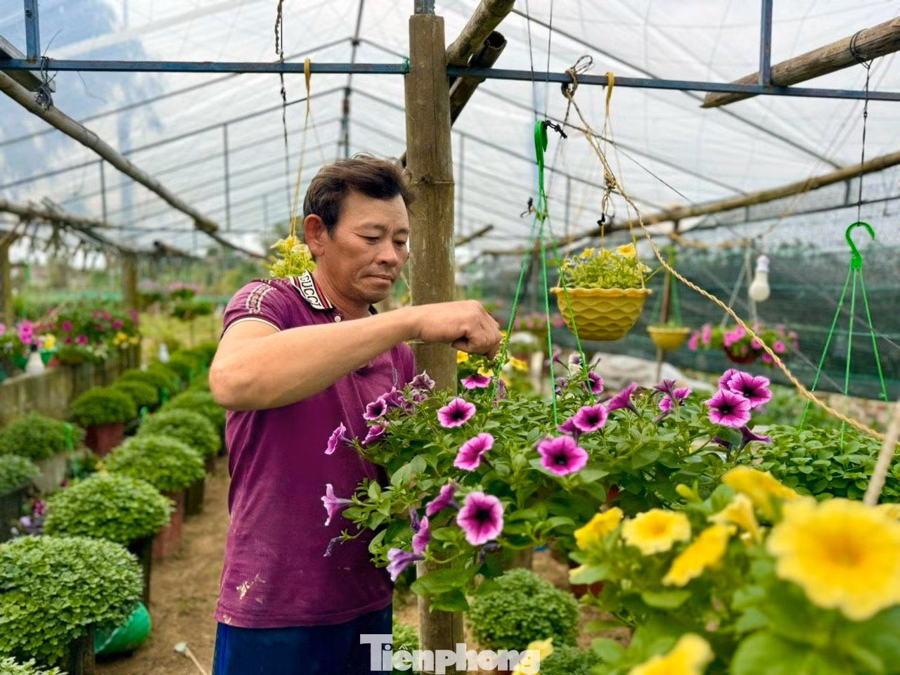 Ngoài hoa cúc, nhiều hộ dân ở xã Nghĩa Hiệp mạnh dạn trồng thêm một số hoa khác như vạn thọ, hồng, mào gà, dạ yến thảo… để đa dạng hóa các loại hoa, phục vụ nhu cầu của thị trường. Ảnh: Nguyễn Ngọc