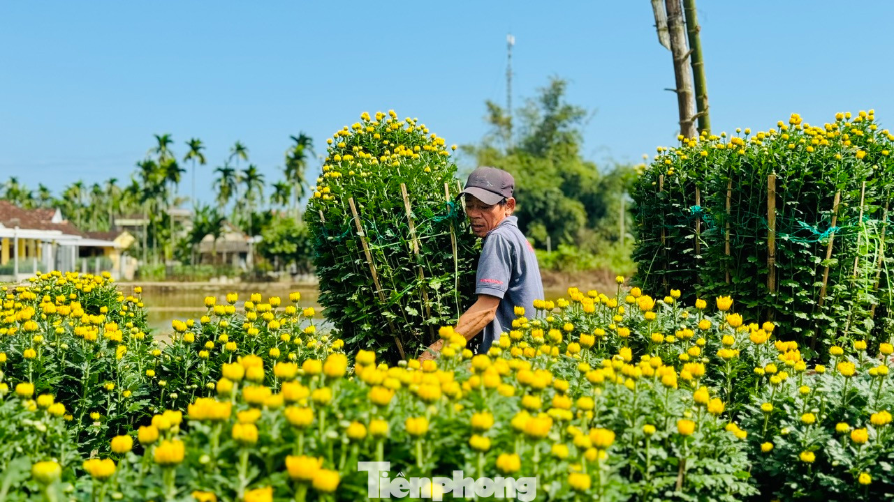Bà Nguyễn Thị Thủy (trú ở thôn Đồng Viên, xã Nghĩa Hiệp) cho biết, gia đình trồng gần 500 chậu hoa cúc pha lê. Hiện, 90% số hoa của gia đình đã được thương lái đặt cọc và vận chuyển đi tiêu thụ. Ảnh: Nguyễn Ngọc