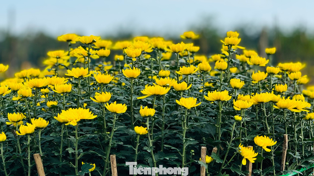 Theo người trồng hoa, năm nay dù thời tiết mưa lạnh kéo dài, nhưng với kinh nghiệm trồng hoa lâu năm, người trồng hoa ở xã Nghĩa Hiệp thành công với vụ hoa Tết. Nụ hoa to, hoa nở đều và đẹp. Vụ hoa năm nay, trừ chi phí, người trồng hoa có lãi từ 40 - 50%. Ảnh: Nguyễn Ngọc