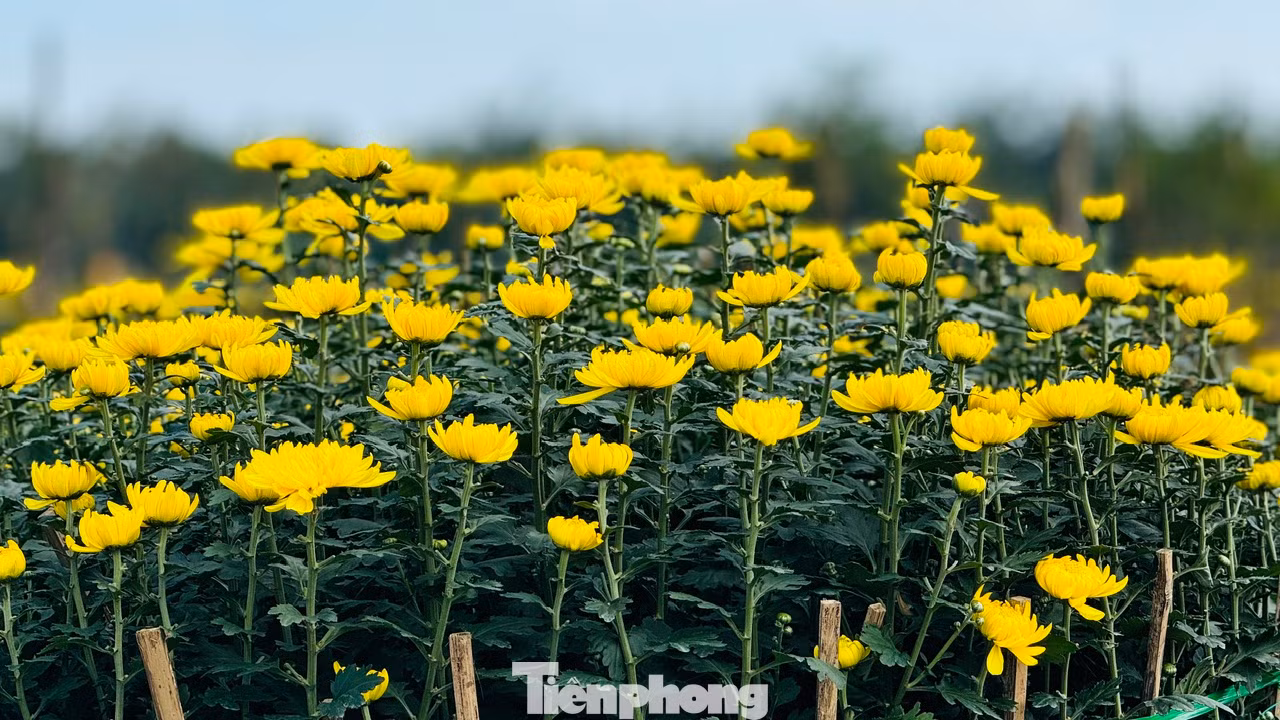 Theo người trồng hoa, năm nay dù thời tiết mưa lạnh kéo dài, nhưng với kinh nghiệm trồng hoa lâu năm, người trồng hoa ở xã Nghĩa Hiệp thành công với vụ hoa Tết. Nụ hoa to, hoa nở đều và đẹp. Vụ hoa năm nay, trừ chi phí, người trồng hoa có lãi từ 40 - 50%. Ảnh: Nguyễn Ngọc