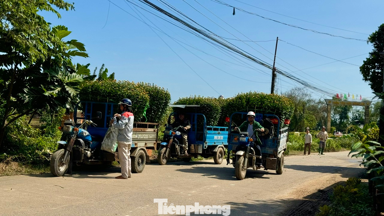 Đối với những vườn hoa ở xa đường lớn, chủ vườn phải thuê người dùng máy cày, xe ba gác chở hoa ra khu vực tập trung các xe tải. Ảnh: Nguyễn Ngọc