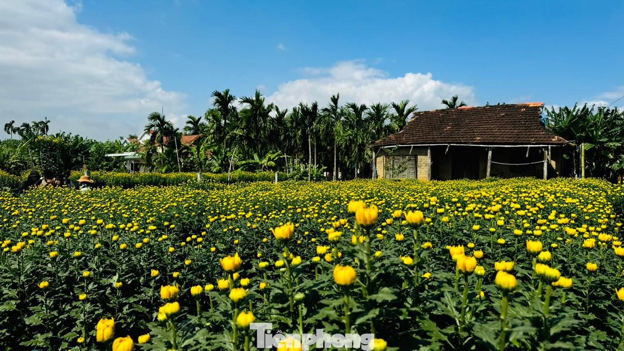 Không chỉ ở trên những cánh đồng, hoa cúc còn hiện diện trong mỗi khu vườn, bên cạnh nhà dân. Nhiều ngôi nhà đã cũ, không còn người ở nhưng vườn vẫn được tận dụng để trồng hoa. Ảnh: Nguyễn Ngọc