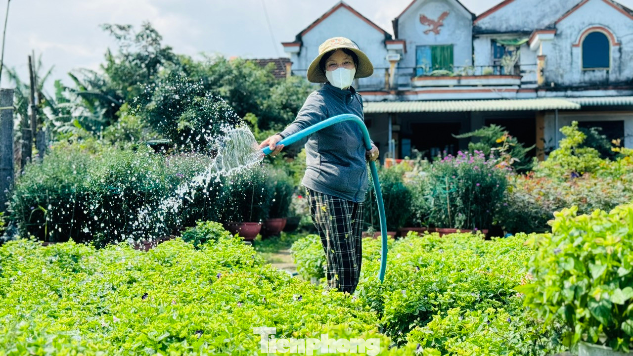 Ngoài hoa cúc, nhiều hộ dân ở xã Nghĩa Hiệp mạnh dạn trồng thêm một số hoa khác như vạn thọ, hồng, mào gà, dạ yến thảo… để đa dạng hóa các loại hoa, phục vụ nhu cầu của thị trường. Ảnh: Nguyễn Ngọc