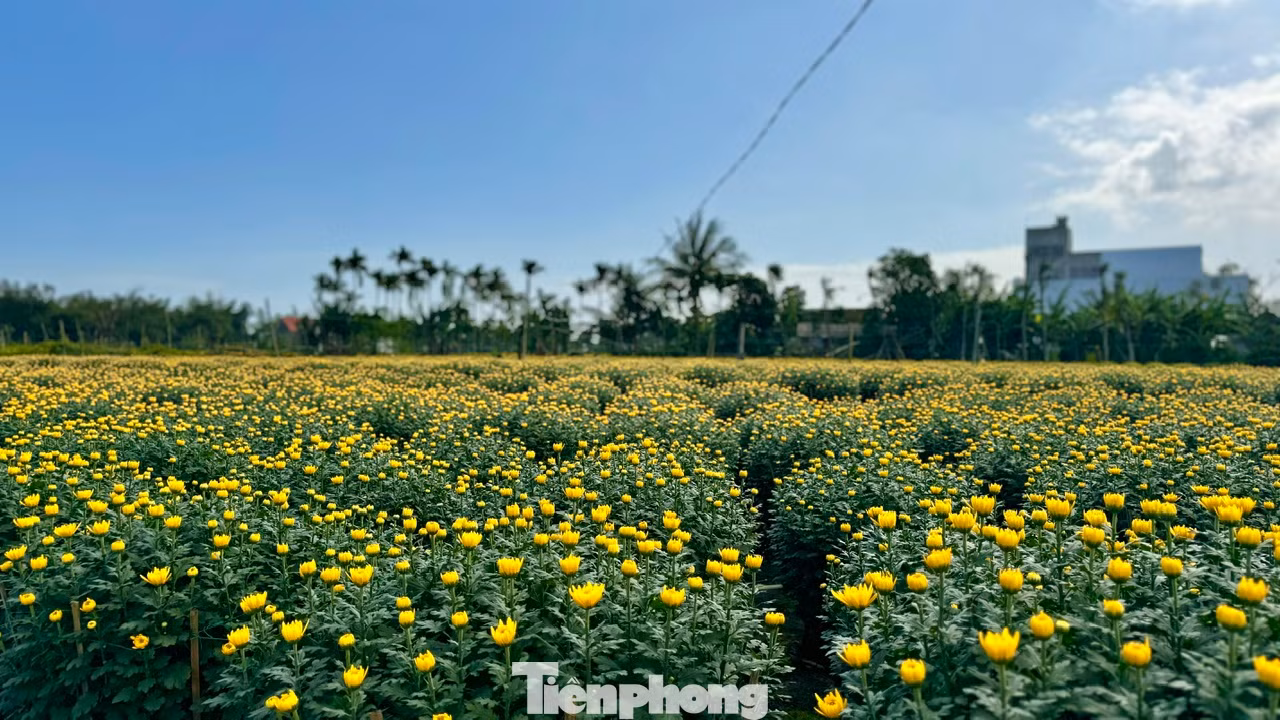Làng hoa Nghĩa Hiệp, nơi được mệnh danh là “thủ phủ” hoa cúc miền Trung, mỗi năm cung cấp hàng trăm nghìn chậu hoa cho thị trường Tết. Ảnh: Nguyễn Ngọc
