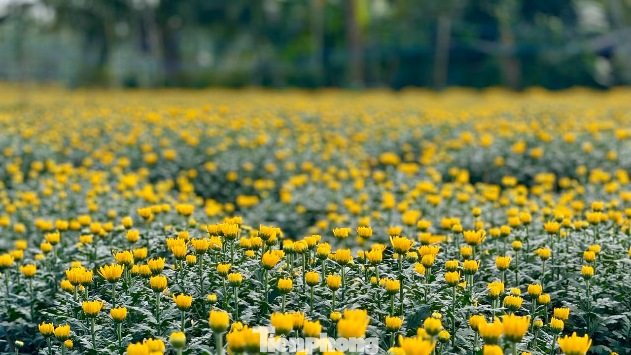 Theo người trồng hoa, năm nay dù thời tiết mưa lạnh kéo dài, nhưng với kinh nghiệm trồng hoa lâu năm, người trồng hoa ở xã Nghĩa Hiệp thành công với vụ hoa Tết. Nụ hoa to, hoa nở đều và đẹp. Vụ hoa năm nay, trừ chi phí, người trồng hoa có lãi từ 40 - 50%. Ảnh: Nguyễn Ngọc