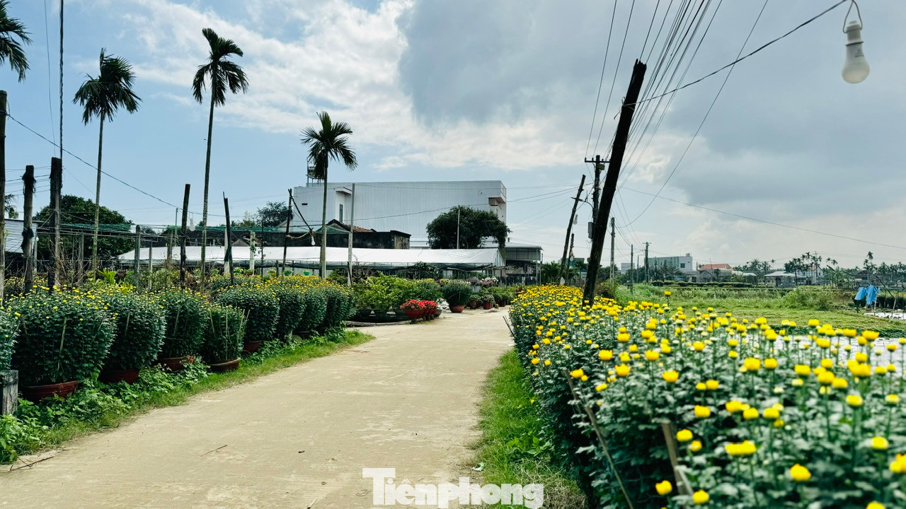 Ông Lê Văn Nông (trú ở thôn Hải Môn, xã Nghĩa Hiệp) chia sẻ, với người dân ở đây, trước Tết là thời gian mùa xuân hiện diện rõ nhất. Ảnh: Nguyễn Ngọc