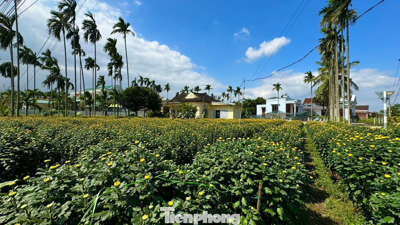 Năm 2024, xã Nghĩa Hiệp có 500 hộ trồng hoa Tết, với khoảng 250.000 chậu hoa cúc các loại. Tháng 1/2023, Cục Sở hữu trí tuệ (Bộ KH&CN) đã công nhận nhãn hiệu hoa Nghĩa Hiệp (huyện Tư Nghĩa). Đây là làng hoa đầu tiên của Quảng Ngãi được cấp bằng công nhận này. Ảnh: Nguyễn Ngọc