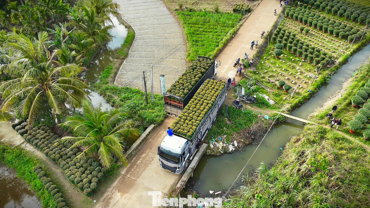 Từng đoàn xe tải nối đuôi nhau vào làng hoa. Ảnh: Nguyễn Ngọc