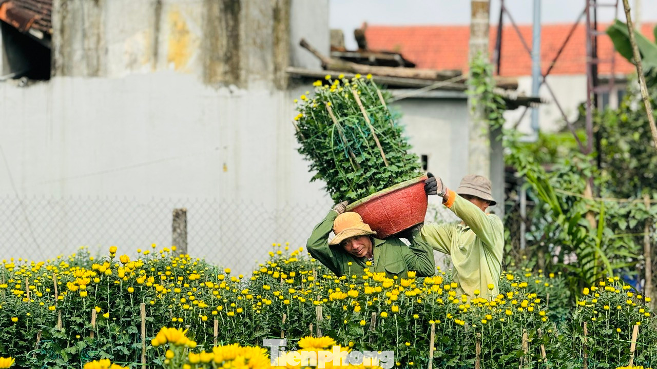 Những người “phu hoa” trung chuyển hoa từ ruộng ra điểm tập kết. Dù cực nhọc nhưng ai cũng vui. “Công việc thời vụ, mỗi ngày kiếm được 300.000 đồng – 350.000 đồng, nhờ vậy cũng có tiền sắm Tết cho gia đình”, ông Nguyễn Phi nói. Ảnh: Nguyễn Ngọc