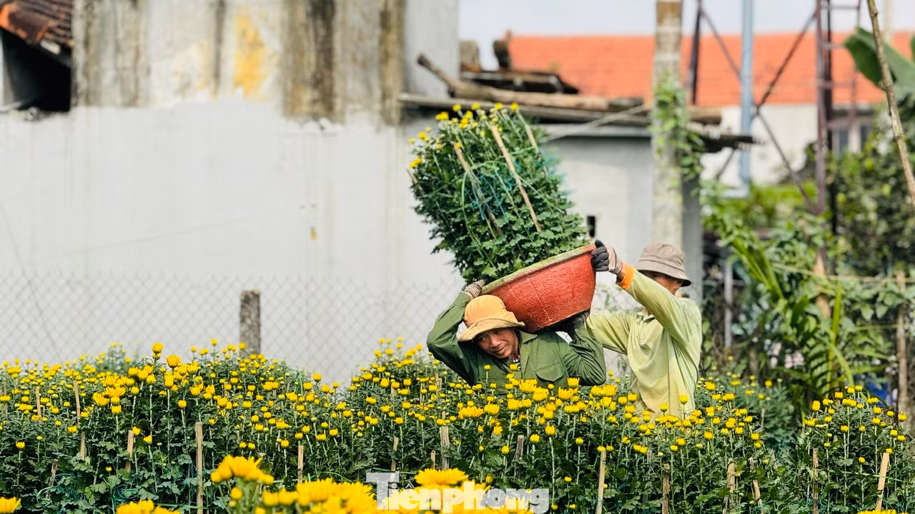 Những người “phu hoa” trung chuyển hoa từ ruộng ra điểm tập kết. Dù cực nhọc nhưng ai cũng vui. “Công việc thời vụ, mỗi ngày kiếm được 300.000 đồng – 350.000 đồng, nhờ vậy cũng có tiền sắm Tết cho gia đình”, ông Nguyễn Phi nói. Ảnh: Nguyễn Ngọc