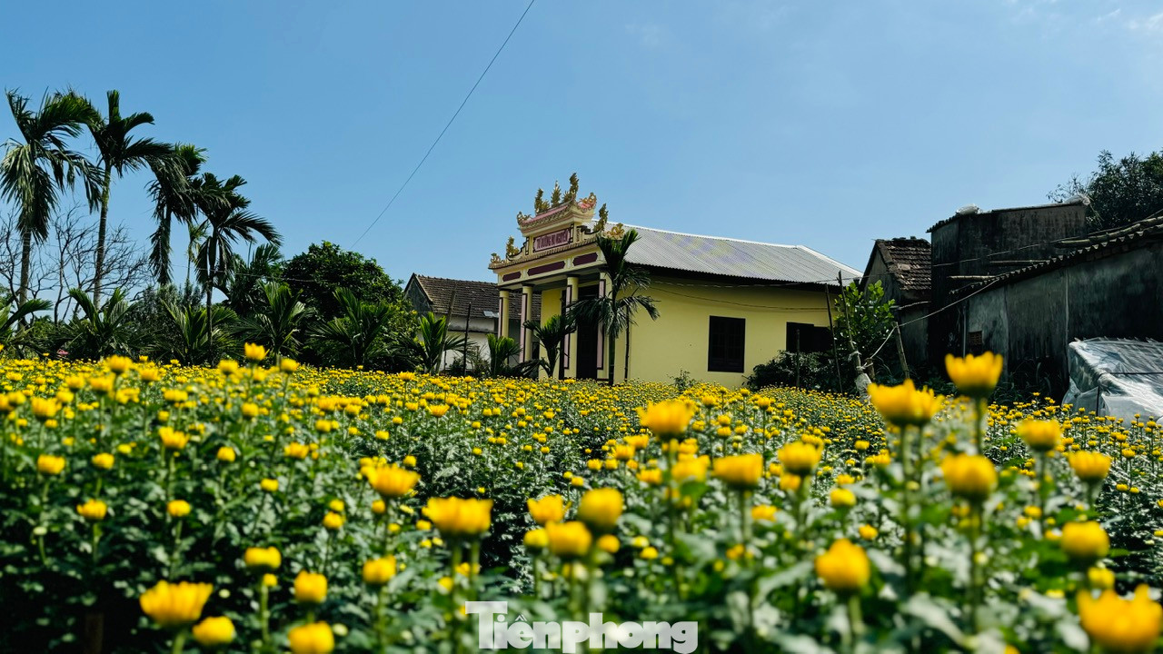 Không chỉ ở trên những cánh đồng, hoa cúc còn hiện diện trong mỗi khu vườn, bên cạnh nhà dân. Nhiều ngôi nhà đã cũ, không còn người ở nhưng vườn vẫn được tận dụng để trồng hoa. Ảnh: Nguyễn Ngọc