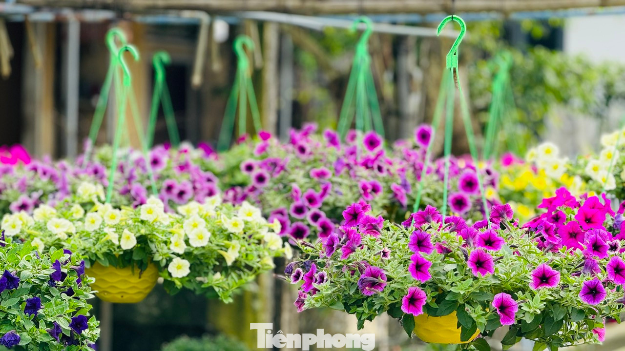 Ngoài hoa cúc, nhiều hộ dân ở xã Nghĩa Hiệp mạnh dạn trồng thêm một số hoa khác như vạn thọ, hồng, mào gà, dạ yến thảo… để đa dạng hóa các loại hoa, phục vụ nhu cầu của thị trường. Ảnh: Nguyễn Ngọc