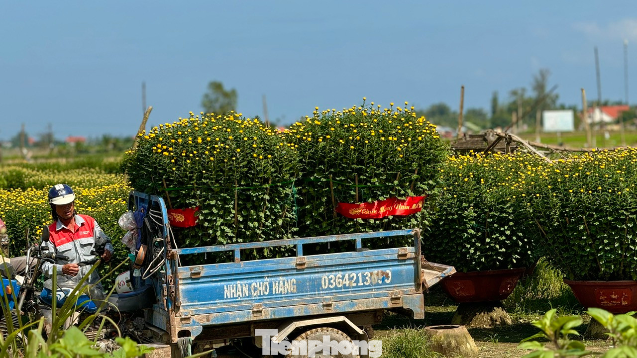 Đối với những vườn hoa ở xa đường lớn, chủ vườn phải thuê người dùng máy cày, xe ba gác chở hoa ra khu vực tập trung các xe tải. Ảnh: Nguyễn Ngọc