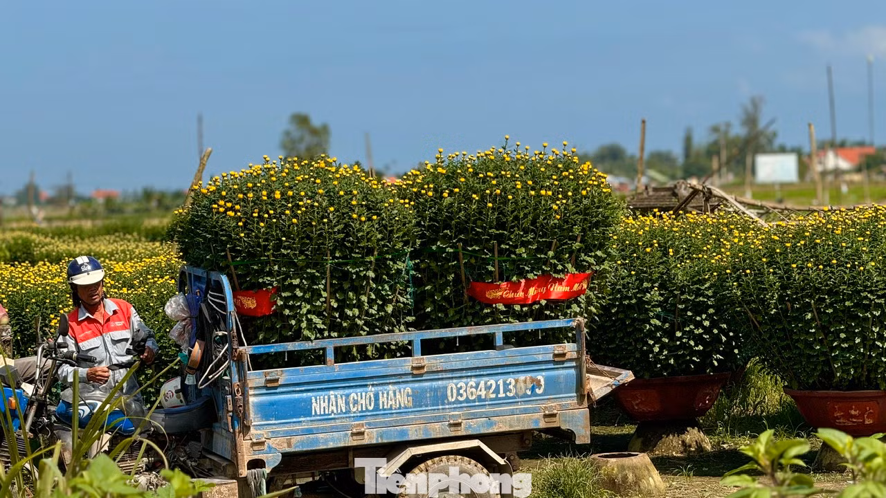 Đối với những vườn hoa ở xa đường lớn, chủ vườn phải thuê người dùng máy cày, xe ba gác chở hoa ra khu vực tập trung các xe tải. Ảnh: Nguyễn Ngọc
