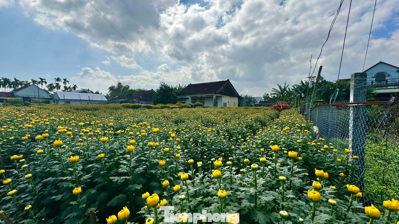 Ông Lê Văn Nông (trú ở thôn Hải Môn, xã Nghĩa Hiệp) chia sẻ, với người dân ở đây, trước Tết là thời gian mùa xuân hiện diện rõ nhất. Ảnh: Nguyễn Ngọc