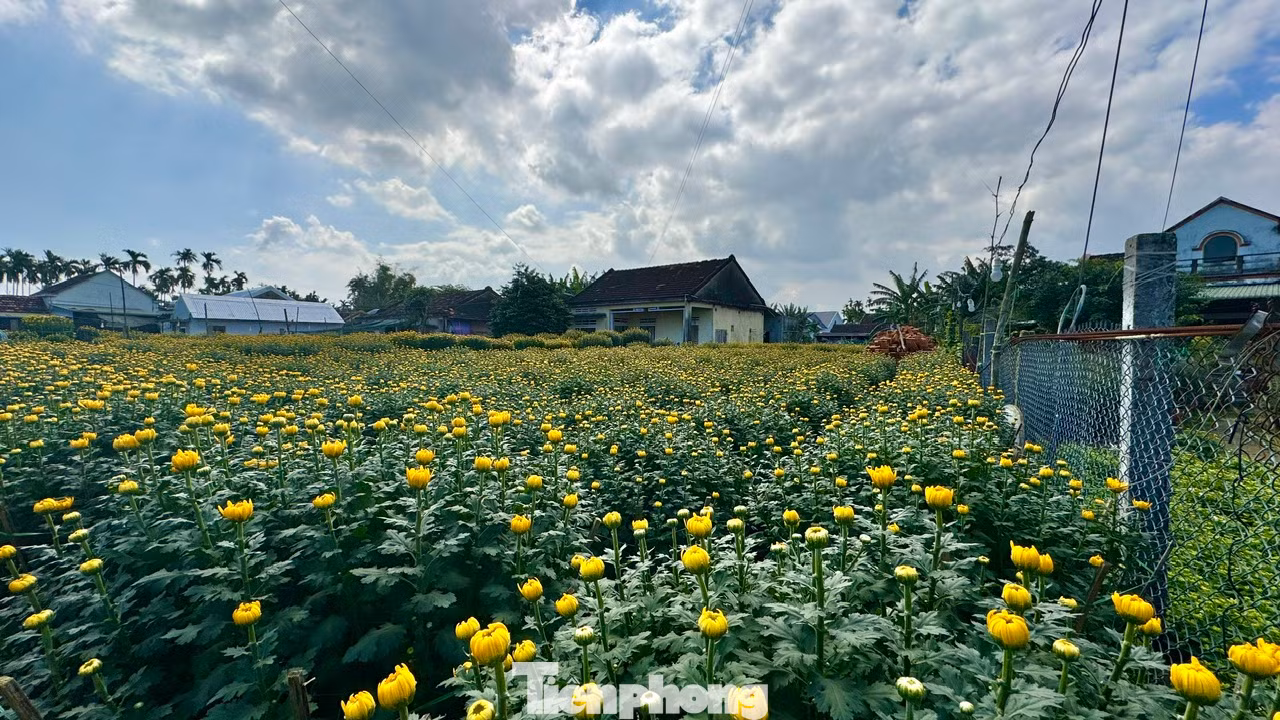 Ông Lê Văn Nông (trú ở thôn Hải Môn, xã Nghĩa Hiệp) chia sẻ, với người dân ở đây, trước Tết là thời gian mùa xuân hiện diện rõ nhất. Ảnh: Nguyễn Ngọc