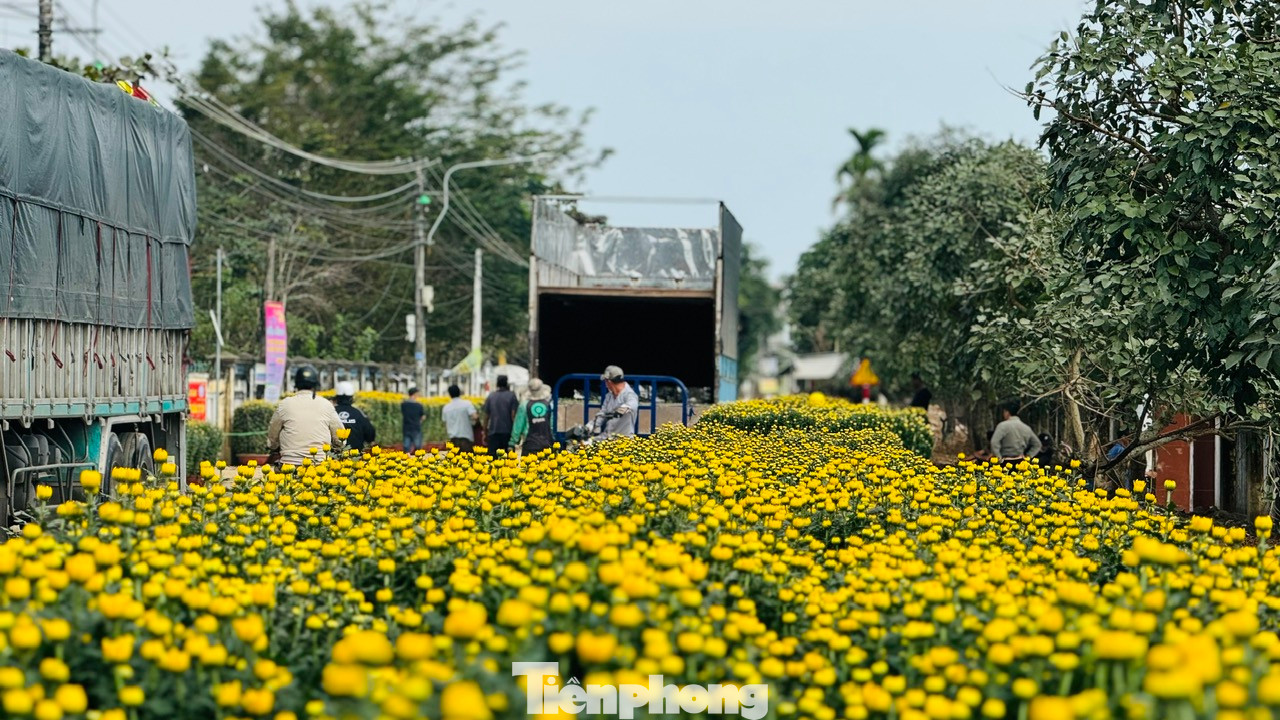 Những ngày giáp Tết, làng hoa Nghĩa Hiệp (xã Nghĩa Hiệp, huyện Tư Nghĩa) được hoa cúc “nhuộm vàng”. Ảnh: Nguyễn Ngọc