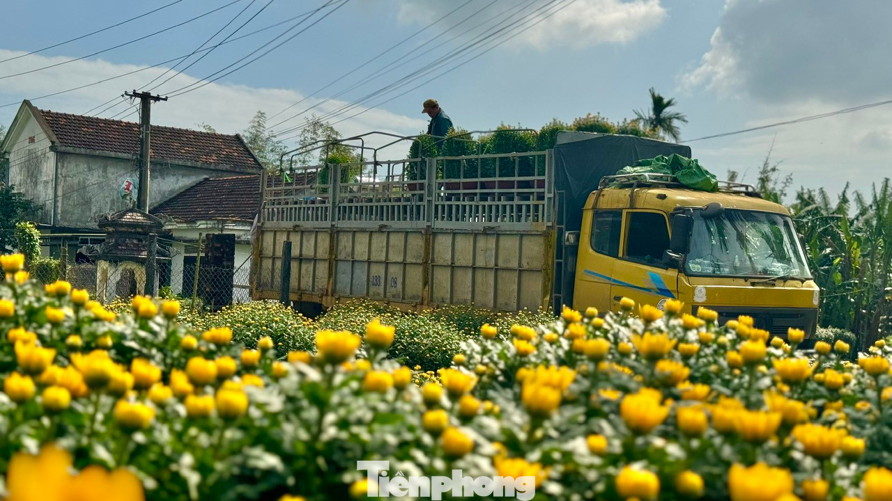 Những ngày giáp Tết, làng hoa Nghĩa Hiệp (xã Nghĩa Hiệp, huyện Tư Nghĩa) được hoa cúc “nhuộm vàng”. Ảnh: Nguyễn Ngọc