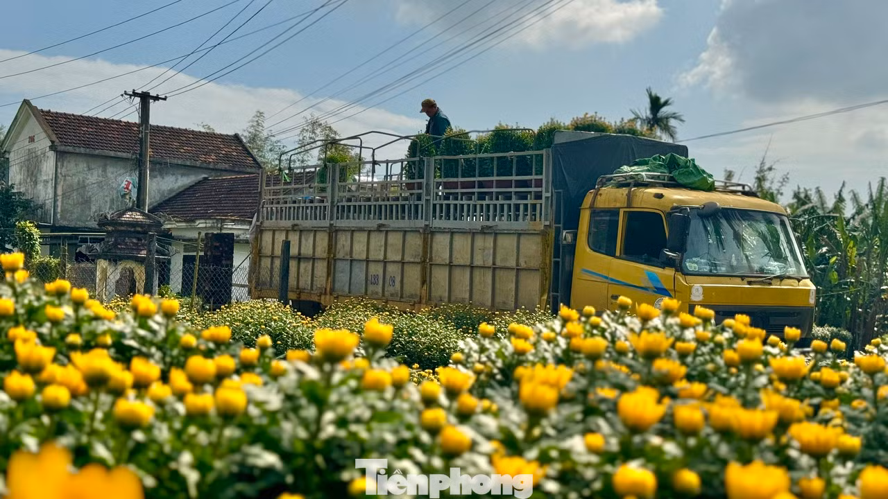 Những ngày giáp Tết, làng hoa Nghĩa Hiệp (xã Nghĩa Hiệp, huyện Tư Nghĩa) được hoa cúc “nhuộm vàng”. Ảnh: Nguyễn Ngọc