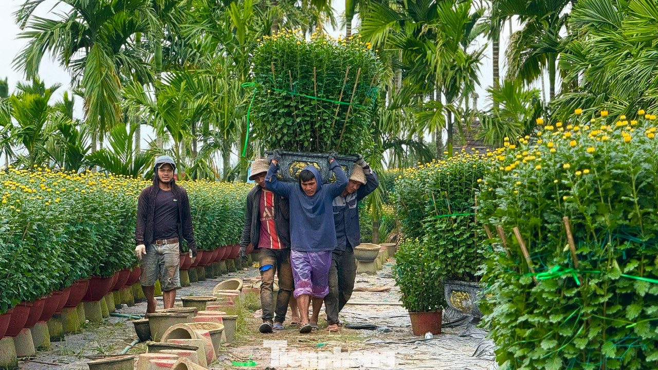 Hiện, giá hoa cúc Tết từ 120.000 đồng - 140.000 đồng/chậu 50cm; 150.000 đồng - 180.000 đồng/chậu 55cm; 200.000 đồng – 220.000 đồng/chậu 60cm; 400.000 đồng – 500.000 đồng/chậu 70cm và các chậu 1m được bán giá 1,2 – 1,5 triệu đồng, tùy theo chất lượng hoa. Ảnh: Nguyễn Ngọc