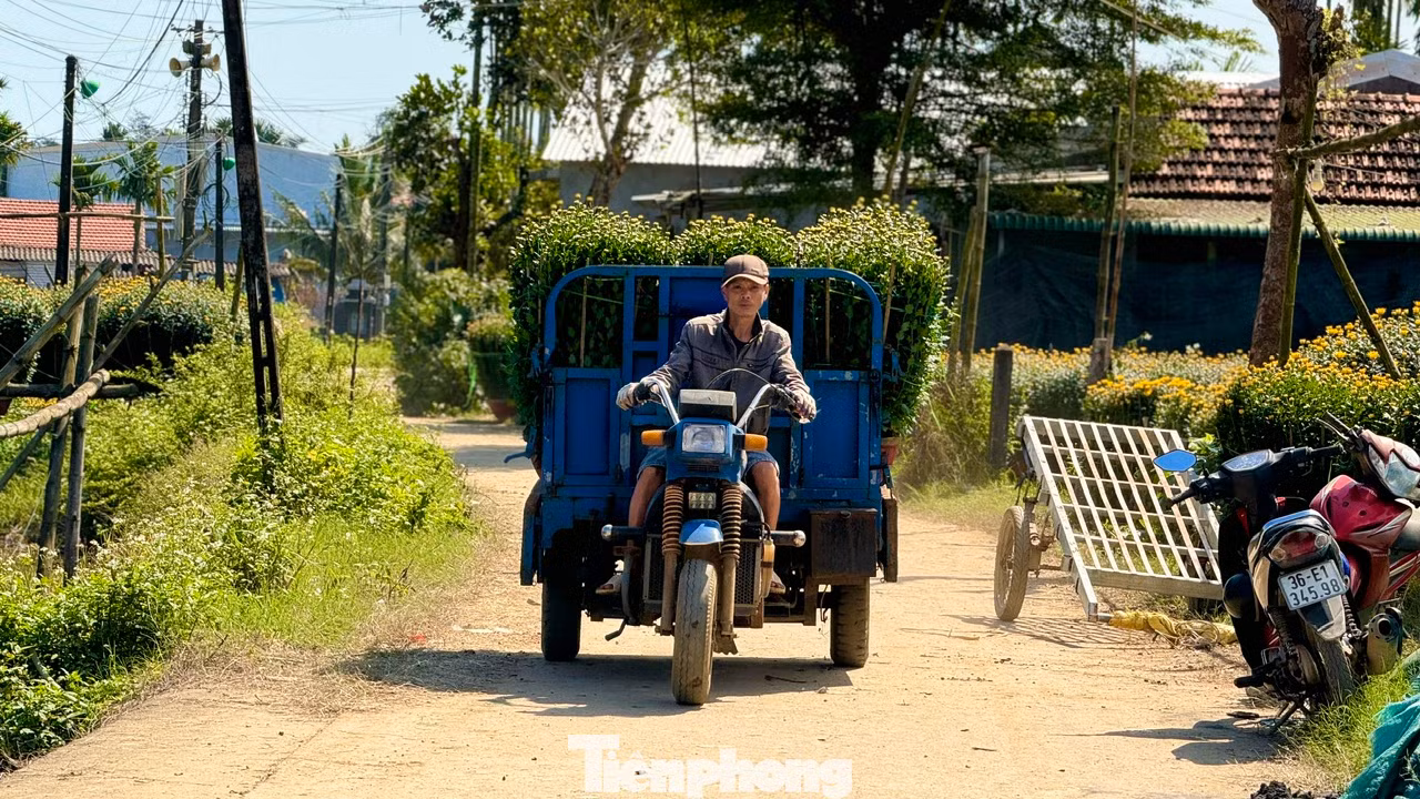 Đối với những vườn hoa ở xa đường lớn, chủ vườn phải thuê người dùng máy cày, xe ba gác chở hoa ra khu vực tập trung các xe tải. Ảnh: Nguyễn Ngọc