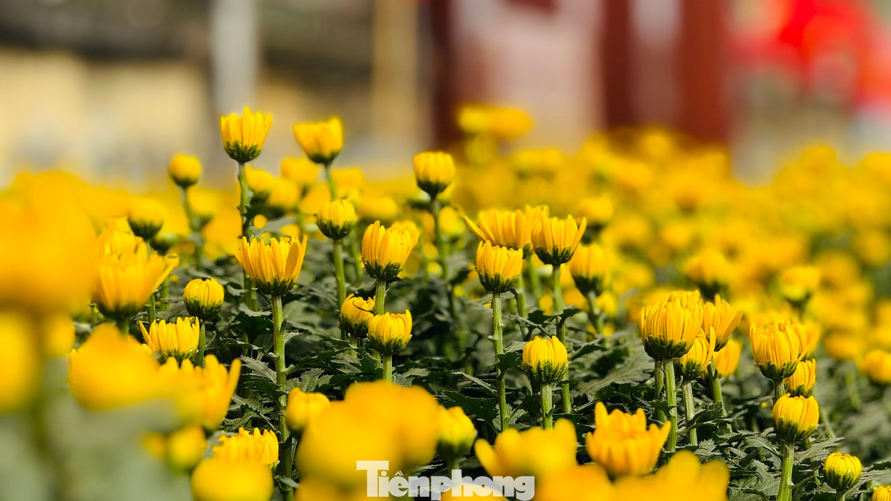 Theo người trồng hoa, năm nay dù thời tiết mưa lạnh kéo dài, nhưng với kinh nghiệm trồng hoa lâu năm, người trồng hoa ở xã Nghĩa Hiệp thành công với vụ hoa Tết. Nụ hoa to, hoa nở đều và đẹp. Vụ hoa năm nay, trừ chi phí, người trồng hoa có lãi từ 40 - 50%. Ảnh: Nguyễn Ngọc