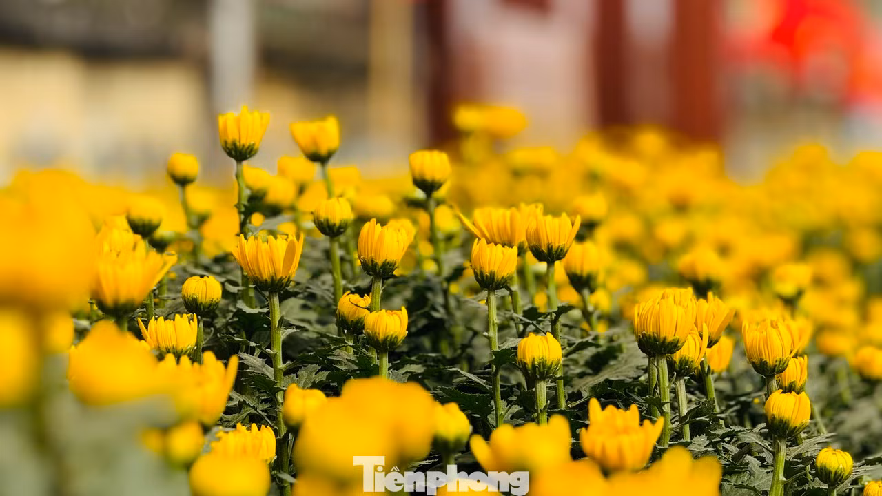 Theo người trồng hoa, năm nay dù thời tiết mưa lạnh kéo dài, nhưng với kinh nghiệm trồng hoa lâu năm, người trồng hoa ở xã Nghĩa Hiệp thành công với vụ hoa Tết. Nụ hoa to, hoa nở đều và đẹp. Vụ hoa năm nay, trừ chi phí, người trồng hoa có lãi từ 40 - 50%. Ảnh: Nguyễn Ngọc