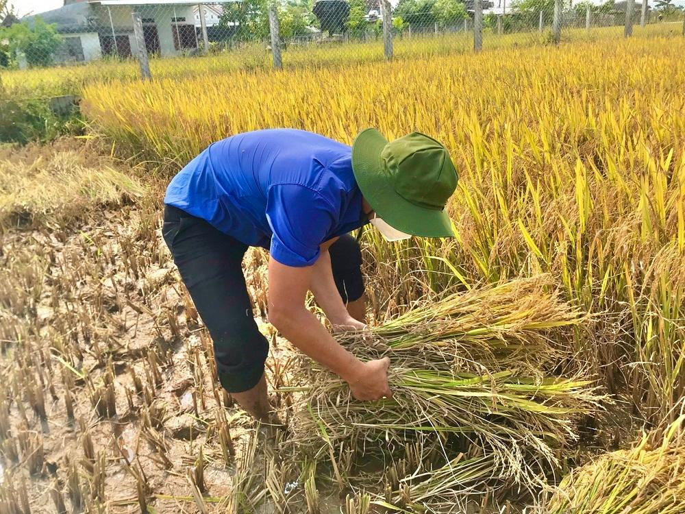 Anh Võ Chí Công một ĐVTN xã Đức Hòa cho biết đa số lúa mùa của bà con đều trong thời điểm sắp thu hoạch. Nhưng giờ lúa lại ngã rạp nên nguy cơ hư hại, mất trắng rất cao nếu không kịp thời thu hoạch.
