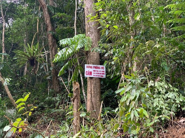 Hơn 2.500m2 rừng phòng hộ ở xã Hương Trà (huyện Trà Bồng, tỉnh Quảng Ngãi) bị bà Hồ Thị Xuân Hạnh chặt phá. Ảnh minh họa