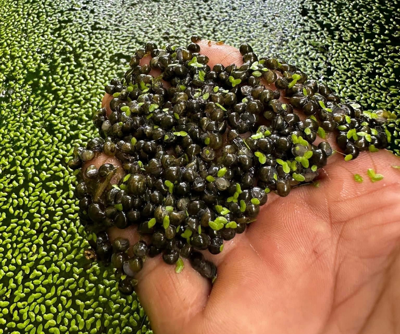 Cùng với việc nuôi ốc thương phẩm, anh Hoàng tập trung sản xuất ốc giống xuất bán ra thị trường trong và ngoài tỉnh. Cùng với việc nuôi ốc thương phẩm, anh Hoàng tập trung sản xuất ốc giống xuất bán ra thị trường trong và ngoài tỉnh.